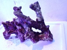 画像7: No.3 個体販売 オーストラリア産 ブランチロック 約1.1ｋｇ (7)