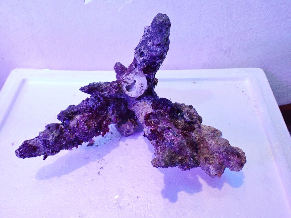 画像5: No.4 個体販売 オーストラリア産 ブランチロック 約2.1ｋｇ (5)