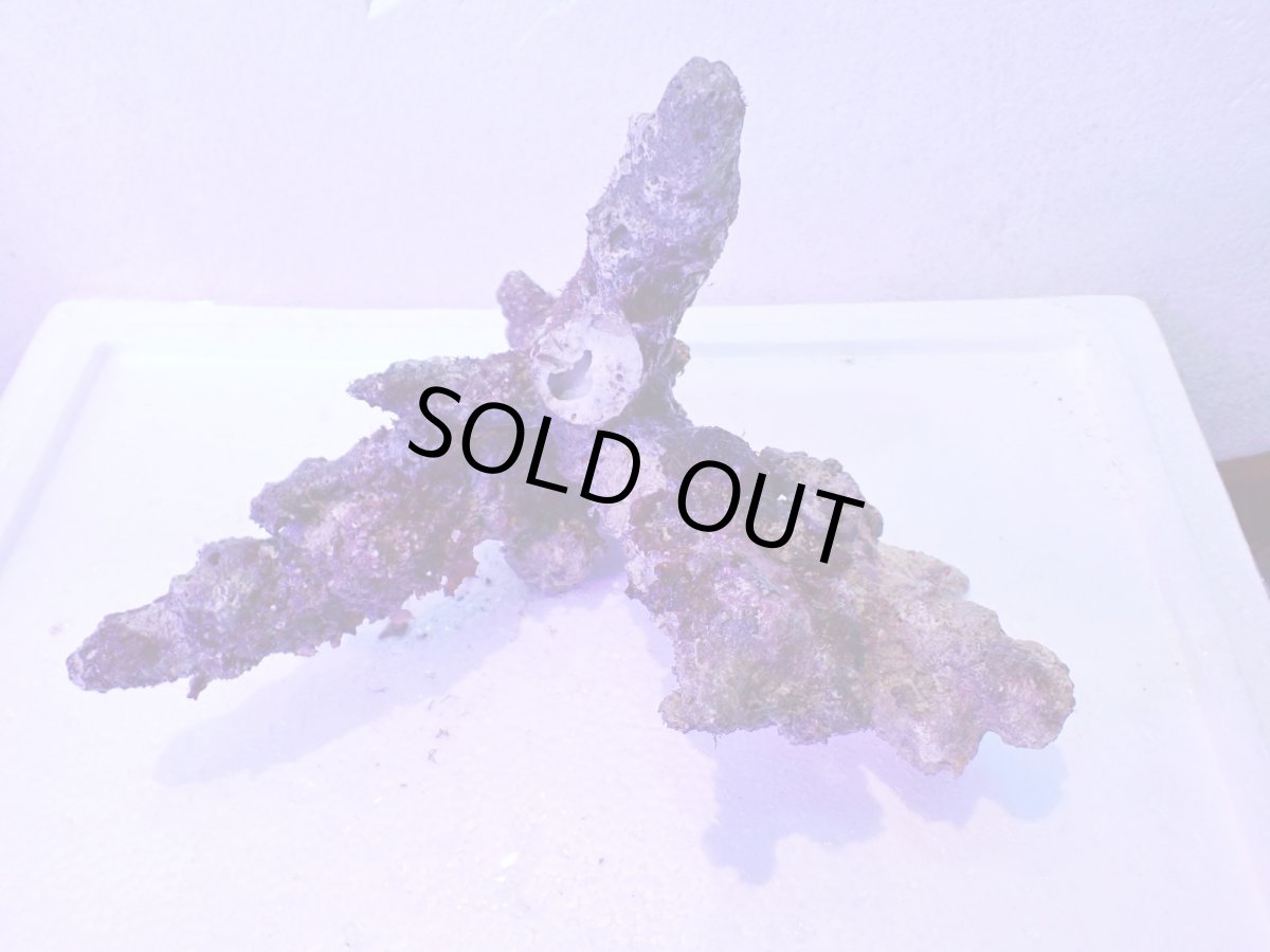 画像5: No.4 個体販売 オーストラリア産 ブランチロック 約2.1ｋｇ (5)