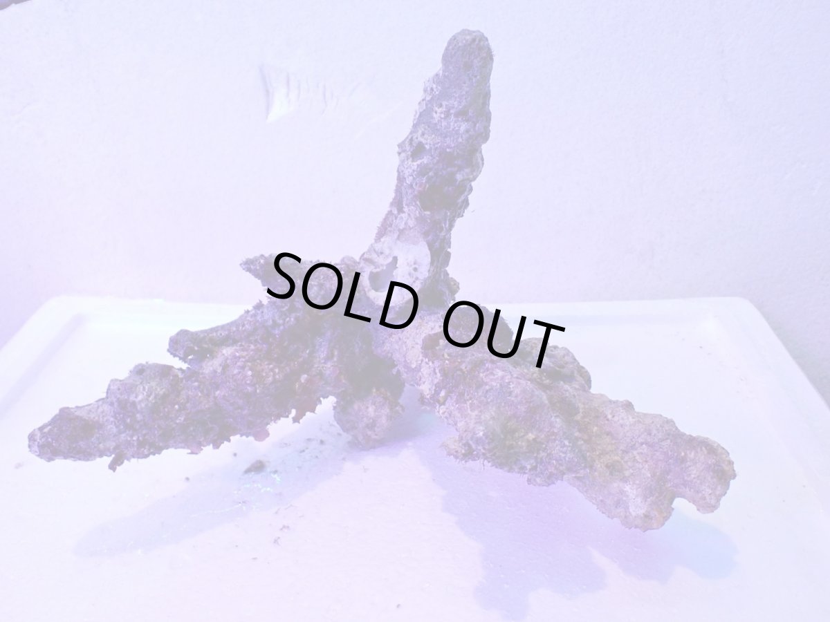 画像6: No.4 個体販売 オーストラリア産 ブランチロック 約2.1ｋｇ (6)