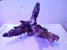 画像6: No.4 個体販売 オーストラリア産 ブランチロック 約2.1ｋｇ (6)