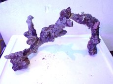 画像7: No.5 個体販売 オーストラリア産 ブランチロック 約1.85ｋｇ (7)