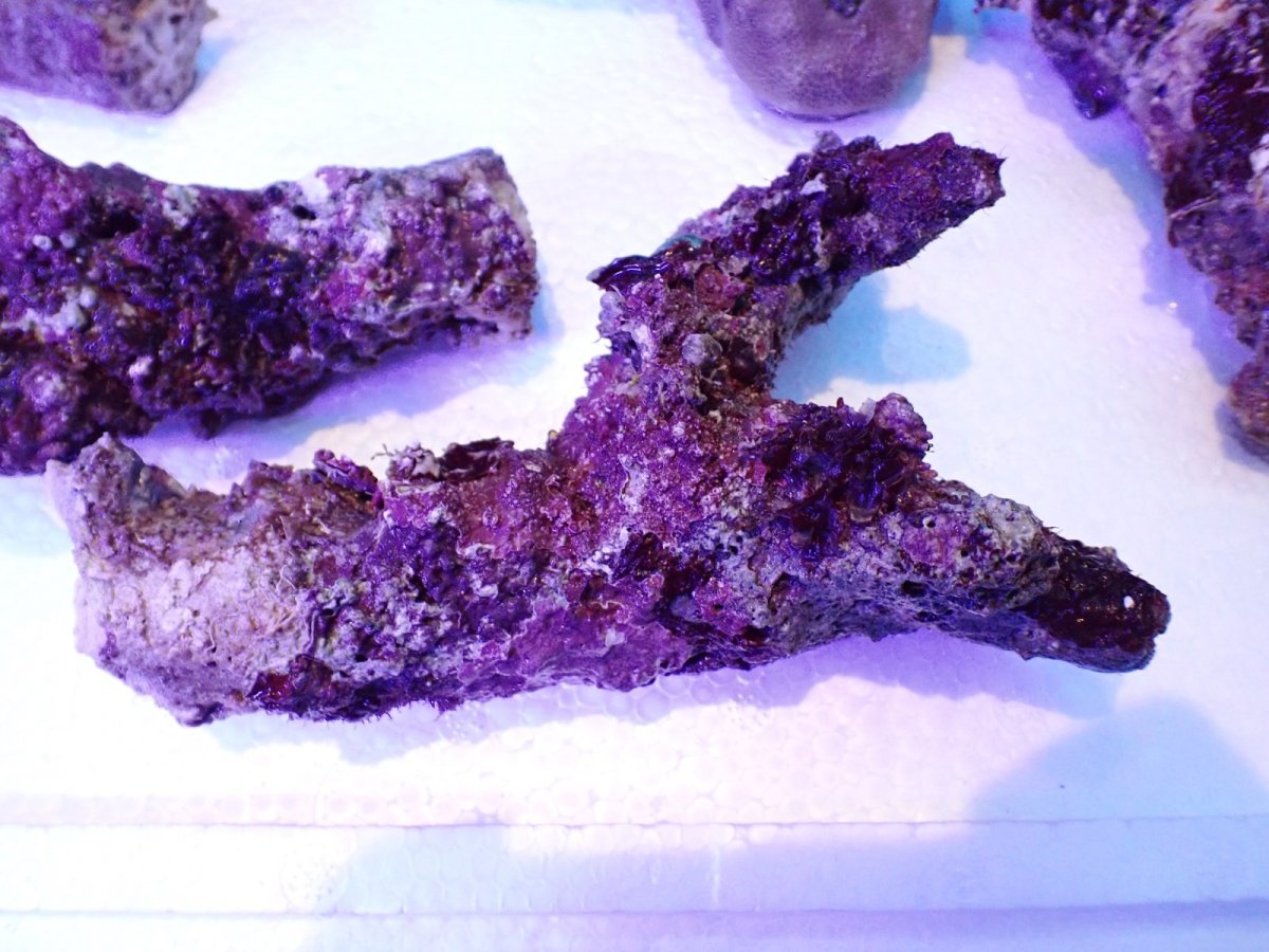 画像3: No.1 個体販売 オーストラリア産 ブランチロック 約2ｋｇ (3)