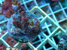 画像2: No.5 オーストラリア産 コンフェッティ　　【入荷個数が少ないです！】 (2)