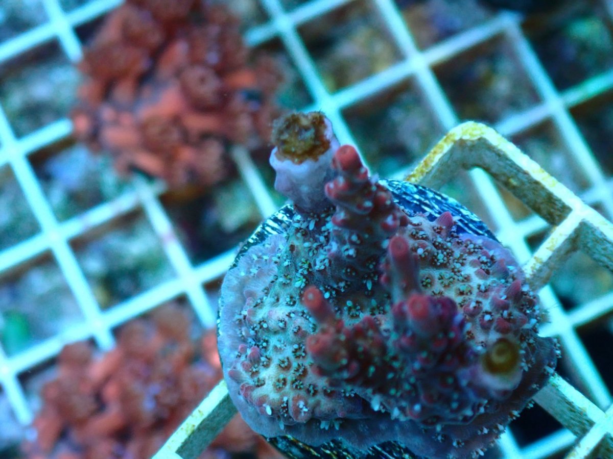 画像3: No.5 オーストラリア産 コンフェッティ　　【入荷個数が少ないです！】 (3)