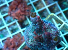 画像3: No.5 オーストラリア産 コンフェッティ　　【入荷個数が少ないです！】 (3)