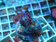 画像1: No.5 オーストラリア産 コンフェッティ　　【入荷個数が少ないです！】 (1)