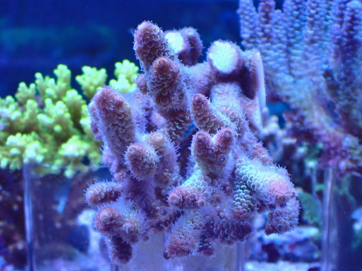 画像1: No.105 オーストラリア産 スパスラータ (1)