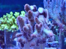 画像1: No.105 オーストラリア産 スパスラータ (1)