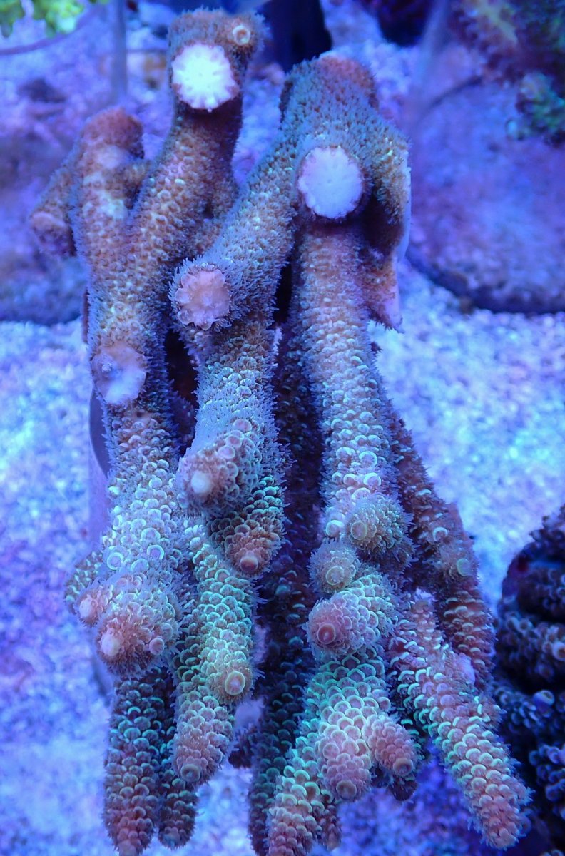 画像3: No.105 オーストラリア産 スパスラータ (3)