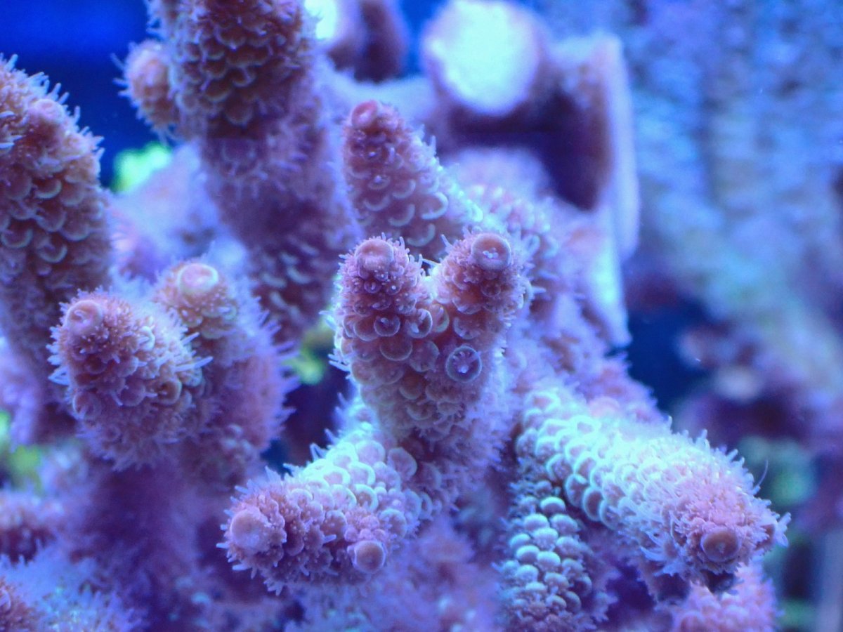 画像2: No.105 オーストラリア産 スパスラータ (2)