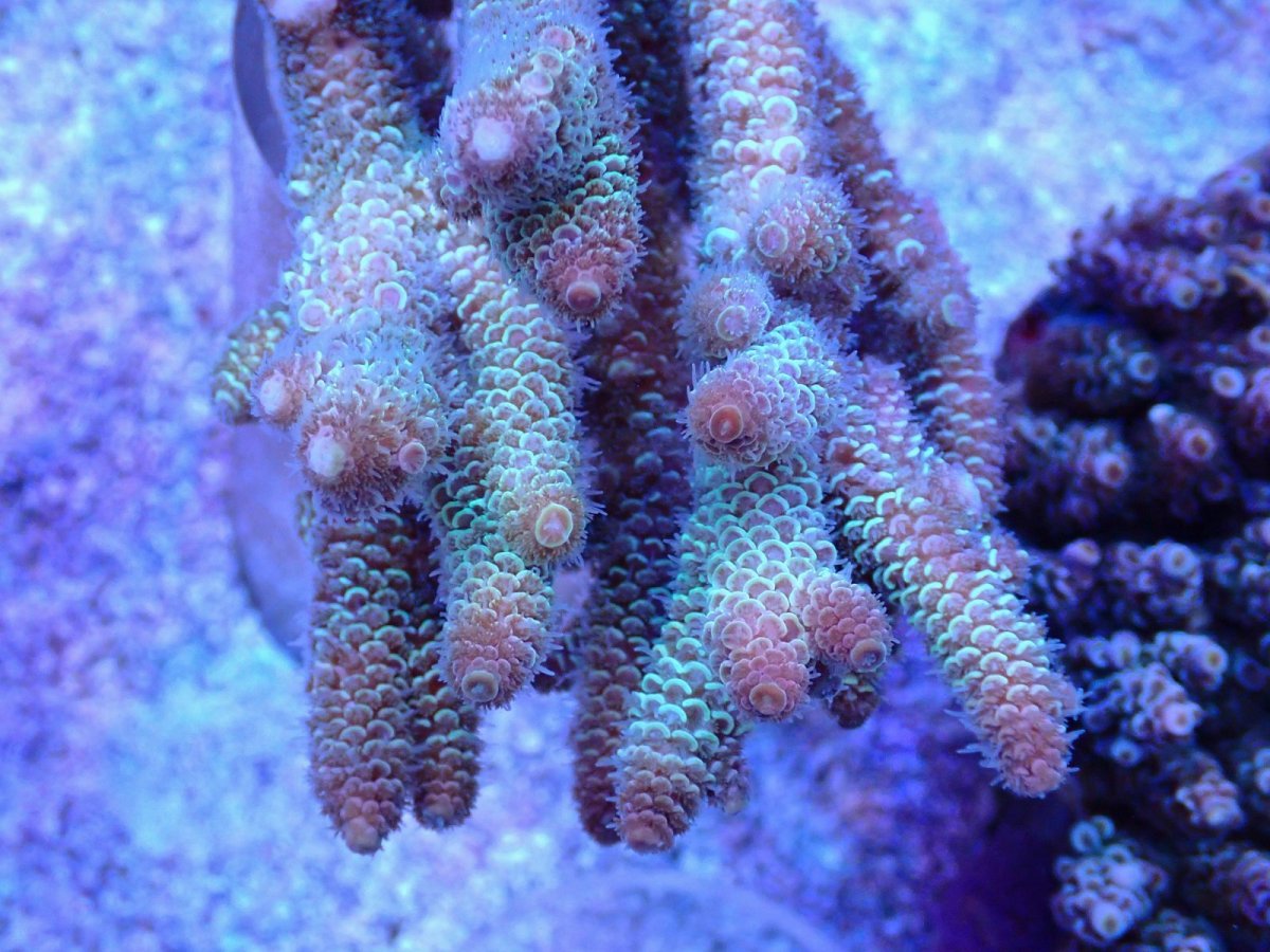 画像4: No.105 オーストラリア産 スパスラータ (4)