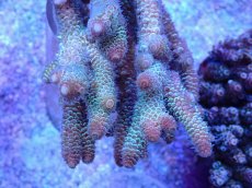 画像4: No.105 オーストラリア産 スパスラータ (4)