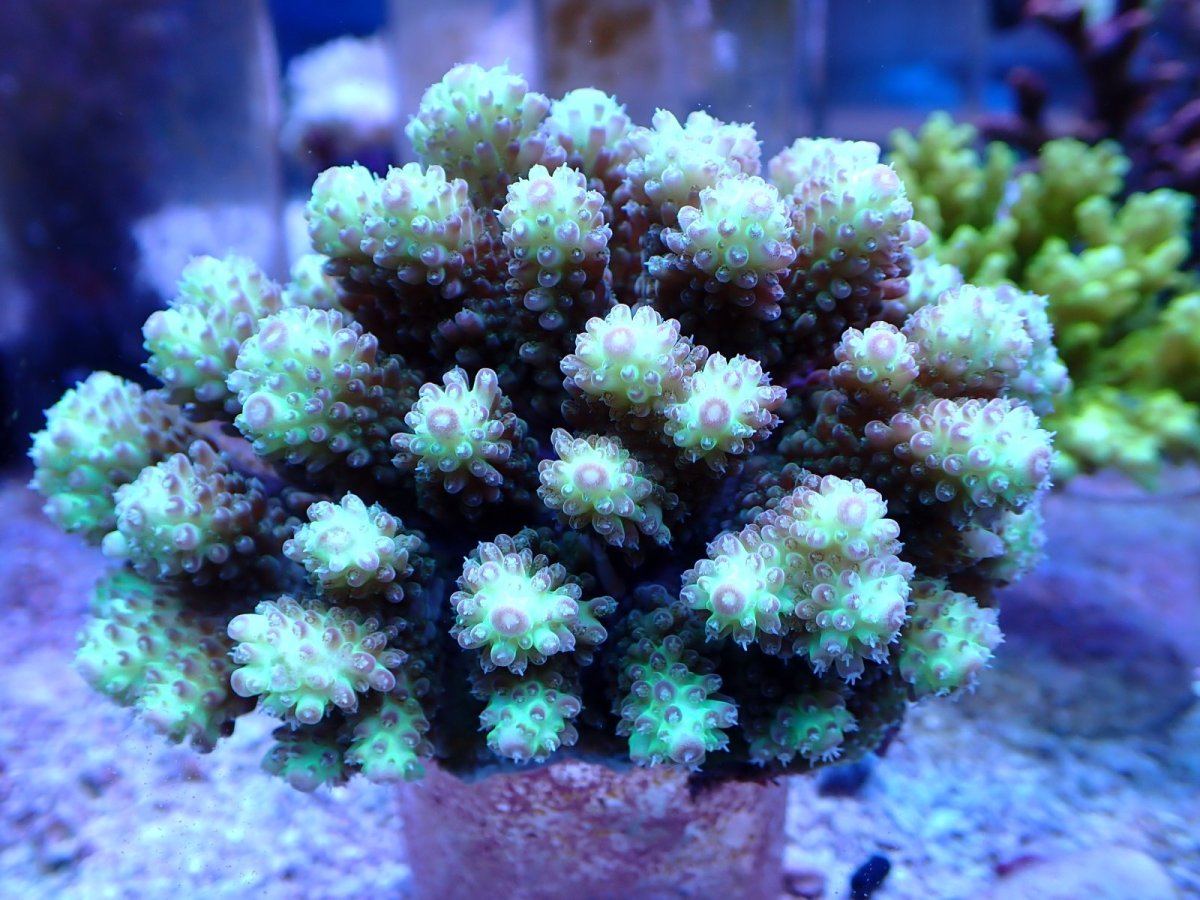 画像1: No.121 ハナガサミドリイシ (1)