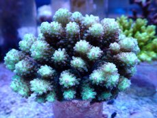 画像1: No.121 ハナガサミドリイシ (1)