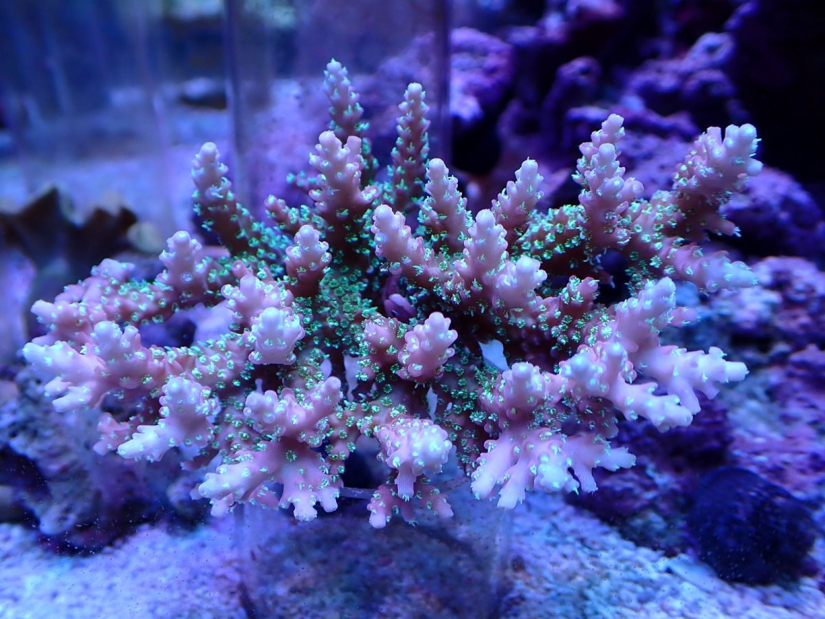 画像1: No.119 浅場ミドリイシ (1)