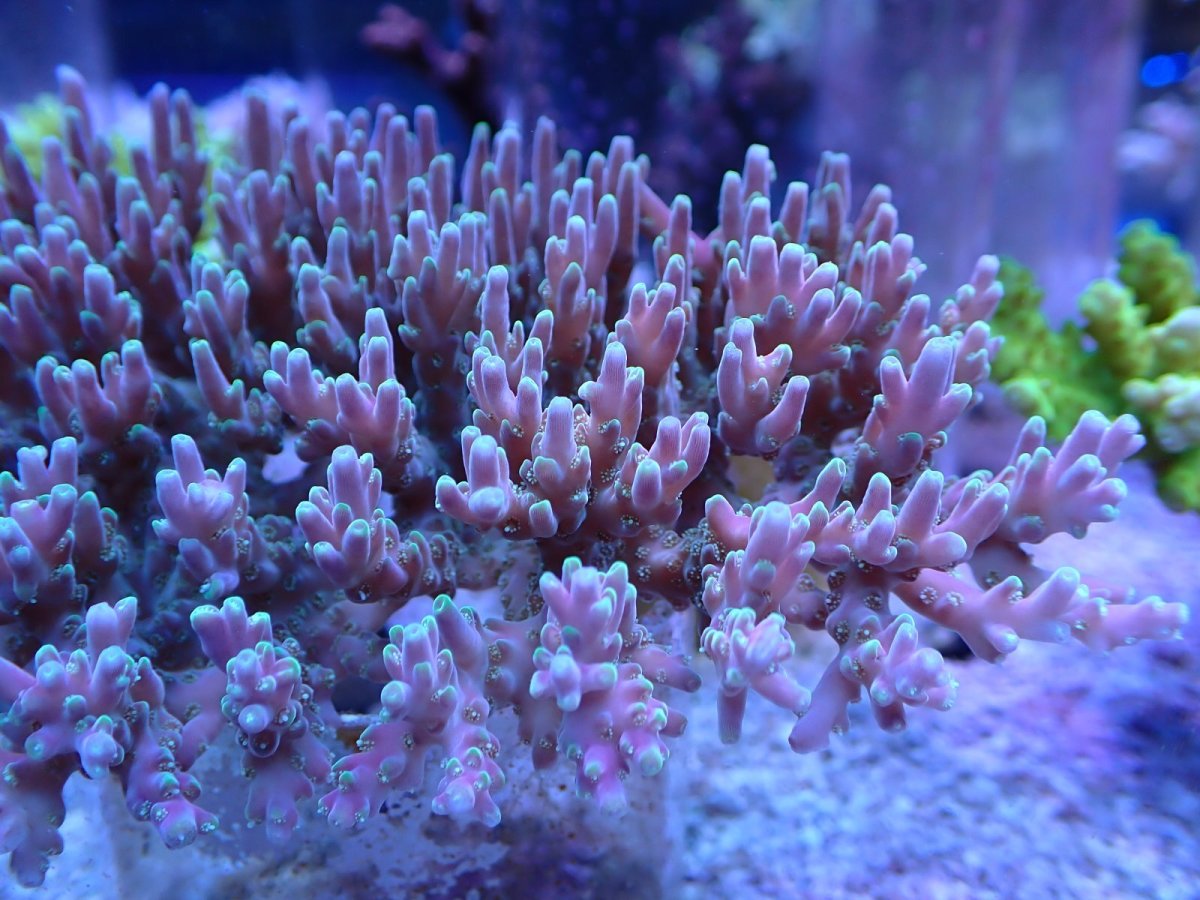 画像2: No.120 ツツハナガサミドリイシ (2)