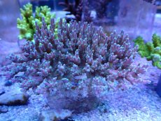 画像1: No.120 ツツハナガサミドリイシ (1)