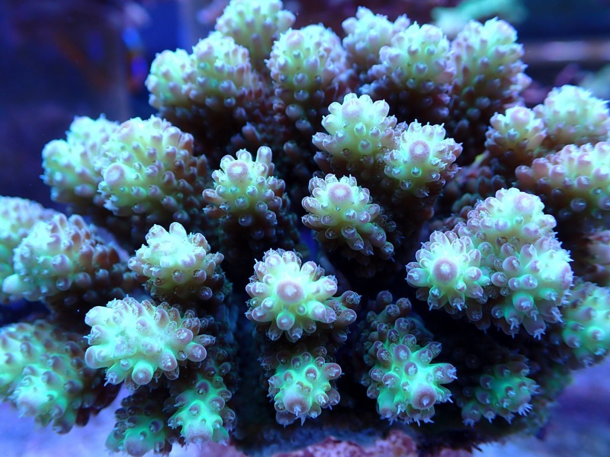 画像2: No.121 ハナガサミドリイシ (2)