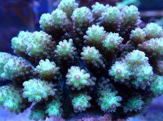 画像2: No.121 ハナガサミドリイシ (2)