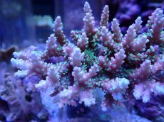 画像2: No.119 浅場ミドリイシ (2)