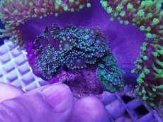 画像3: No.3 ウミキノコ　スーパーグリーン＆アワサンゴ付き (3)