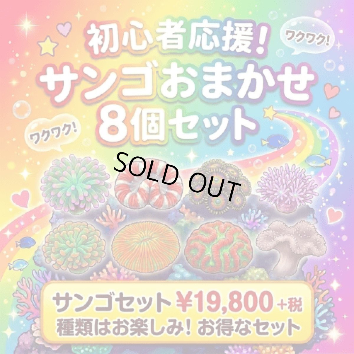 画像1: 初心者応援！　サンゴ8個セット (1)