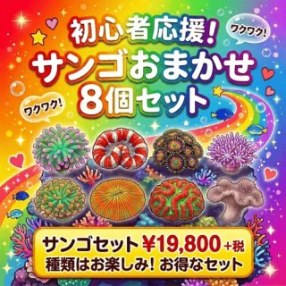 サンゴを買うならアクアスタイルユー（AQUASTYLEYOU）｜海水魚・サンゴ