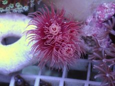 画像2: No.1 ハードチューブ レッド (2)