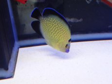 画像5: No.14 クリスマス島産  ゴールドフレークエンゼル (5)