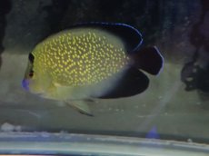 画像1: No.15 クリスマス島産  ゴールドフレークエンゼル (1)