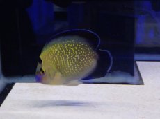 画像1: No.14 クリスマス島産  ゴールドフレークエンゼル (1)