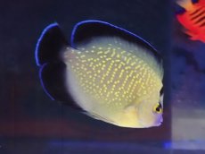 画像4: No.14 クリスマス島産  ゴールドフレークエンゼル (4)