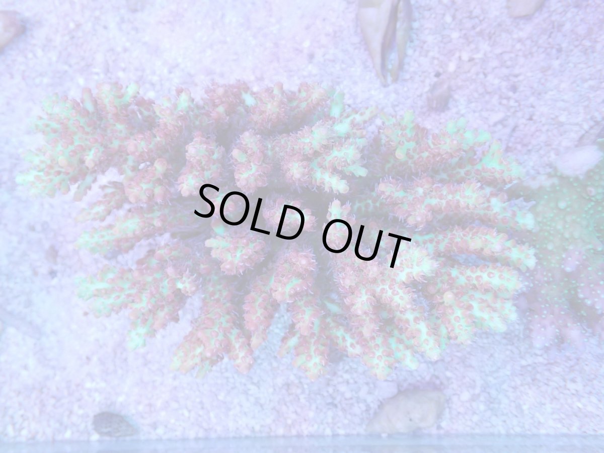 画像3: No.2 オーストラリア産 ストロベリーショートケーキ　ホール　　【入荷したのは1個のみ！】 (3)