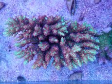 画像3: No.2 オーストラリア産 ストロベリーショートケーキ　ホール　　【入荷したのは1個のみ！】 (3)