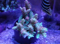 画像1: No.22 オーストラリア産 ストロベリーショートケーキ　カット個体 (1)