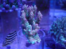 画像1: No.24 オーストラリア産 ストロベリーショートケーキ　カット個体 (1)