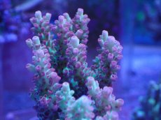 画像2: No.24 オーストラリア産 ストロベリーショートケーキ　カット個体 (2)