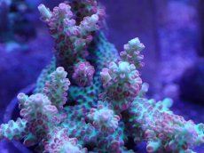 画像2: No.22 オーストラリア産 ストロベリーショートケーキ　カット個体 (2)