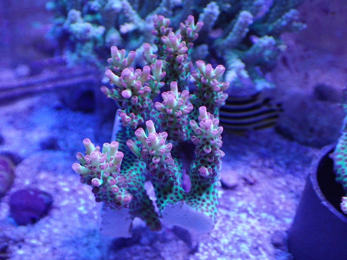 画像1: No.23 オーストラリア産 ストロベリーショートケーキ　カット個体 (1)