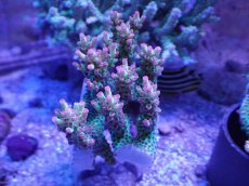 画像1: No.23 オーストラリア産 ストロベリーショートケーキ　カット個体 (1)