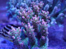 画像2: No.23 オーストラリア産 ストロベリーショートケーキ　カット個体 (2)