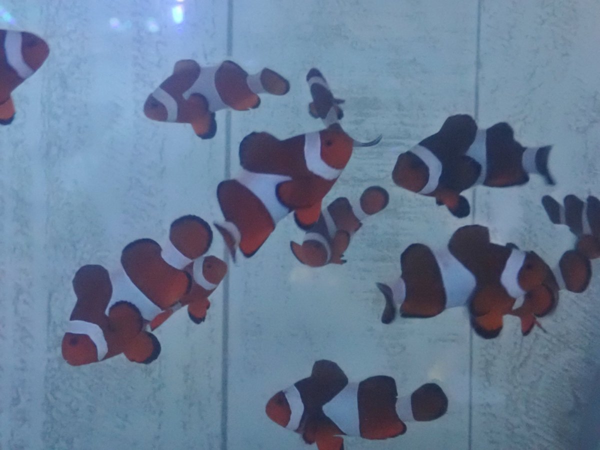 画像1: カクレクマノミ　安心のMLサイズ (1)