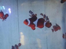 画像3: カクレクマノミ　安心のMLサイズ (3)