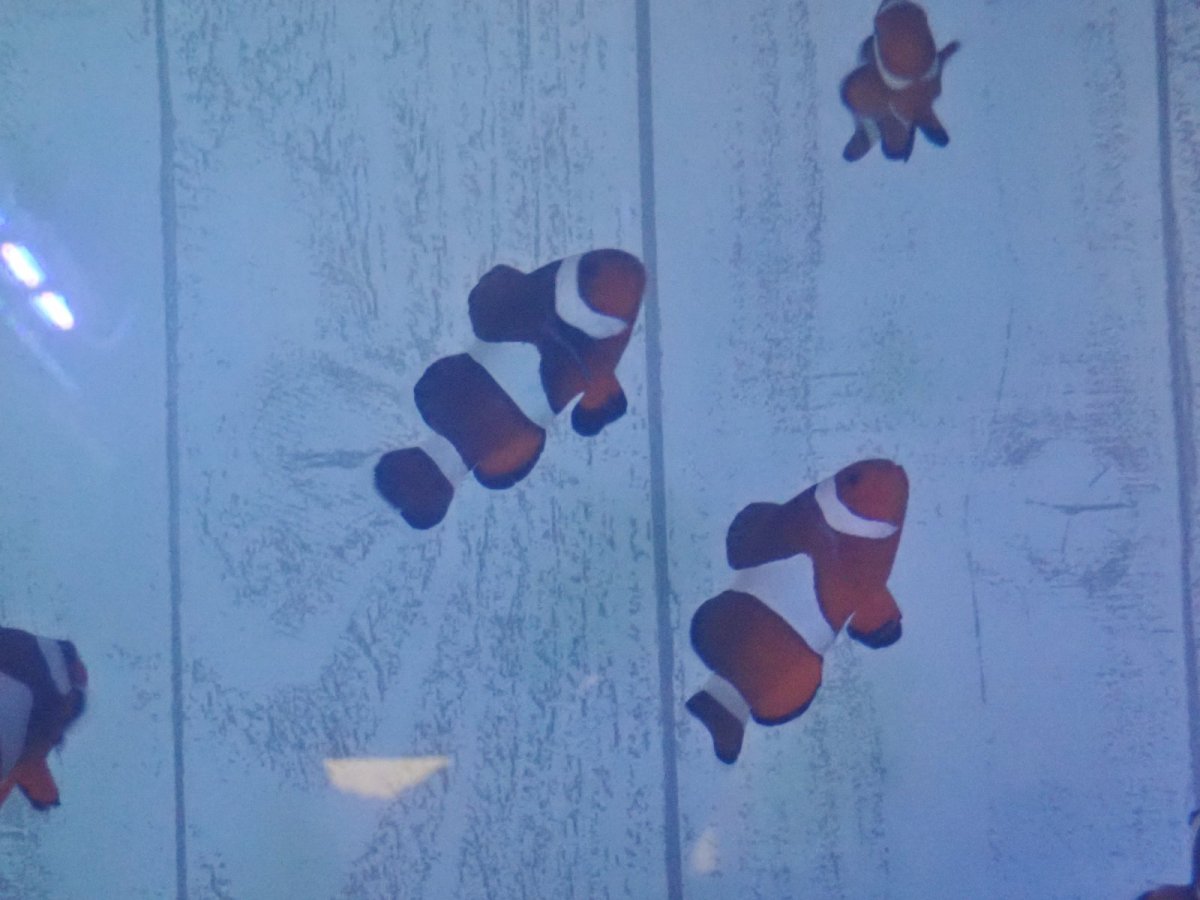 画像4: カクレクマノミ　安心のMLサイズ (4)