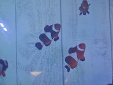 画像4: カクレクマノミ　安心のMLサイズ (4)