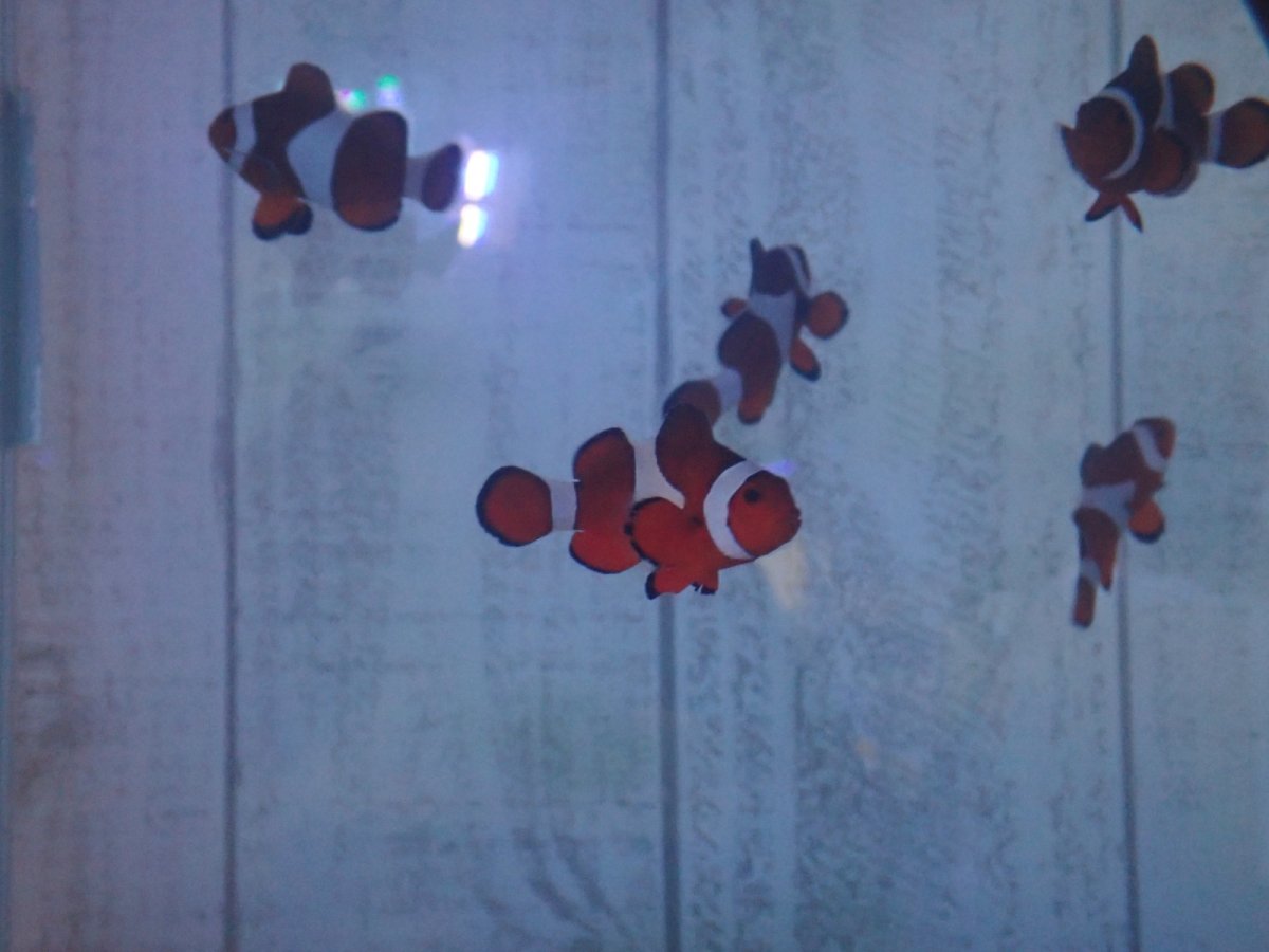 画像2: カクレクマノミ　安心のMLサイズ (2)