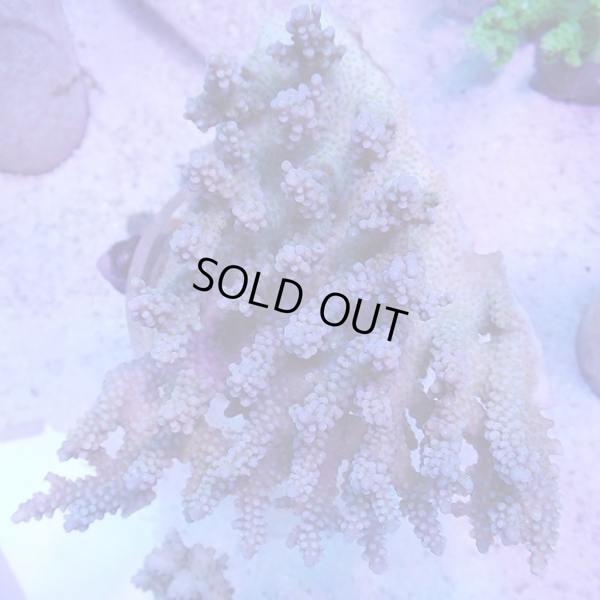 画像3: No.38 オーストラリア産 ファイヤーワークス (3)