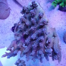 画像3: No.38 オーストラリア産 ファイヤーワークス (3)