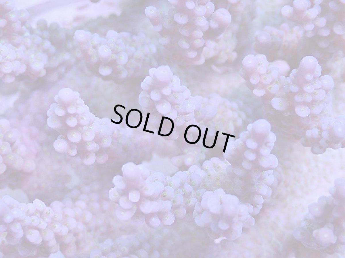 画像4: No.38 オーストラリア産 ファイヤーワークス (4)